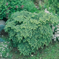 Tsuga CANADENSIS 'JEDDELOH'