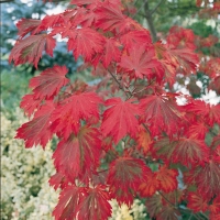 Acer JAPONICUM 'ACONITIFOLIUM'