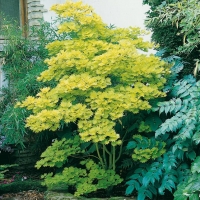 Acer JAPONICUM 'AUREUM' = SHIRASAWANUM 'AUREUM'