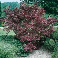 Acer PALMATUM 'ATROPURPUREUM'