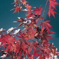 Acer PALMATUM 'BLOODGOOD'