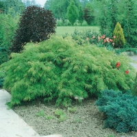 Acer PALMATUM 'DISSECTUM'