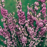 Erica MEDITERRANEA = ERICA ERIGENA