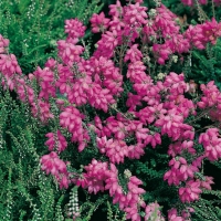 Erica TETRALIX (Scopa macchiaiola)