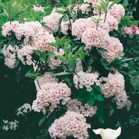 Kalmia LATIFOLIA