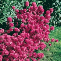 Rhododendron 'RIA HARDIJZER'