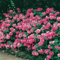 Rhododendron 'APRIL SHOWERS'