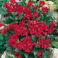 Rhododendron 'BADEN-BADEN'