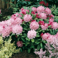 Rhododendron 'PINK CHERUB'