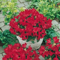 Rhododendron 'SCARLET WONDER'