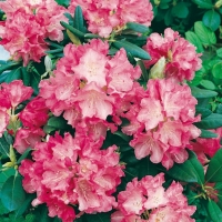 Rhododendron 'SONATINE'