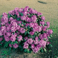 Rhododendron 'BLUERETTIA'