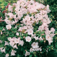Rhododendron 'CILPINENSE'