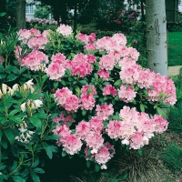 Rhododendron 'DOC'