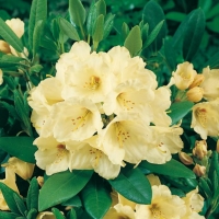 Rhododendron 'FLAVA'