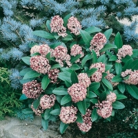 Skimmia JAPONICA