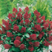 Skimmia JAPONICA 'RUBELLA'