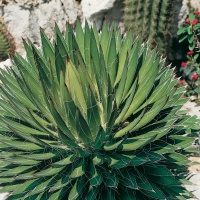 Agave FILIFERA