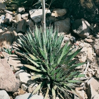 Agave PARVIFLORA