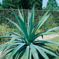 Agave SISALANA