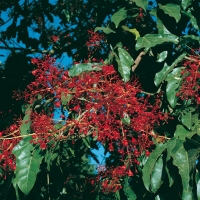 Brachychiton ACERIFOLIUS