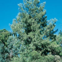 Casuarina EQUISETIFOLIA