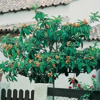 Eriobotrya JAPONICA (Nespolo del Giappone)