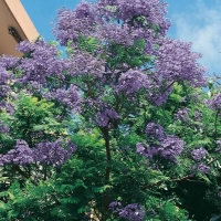 Jacaranda MIMOSIFOLIA