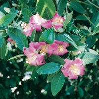 Lagunaria PATERSONII