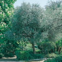 Olea EUROPEA (Olivo)