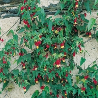 Abutilon MEGAPOTAMICUM