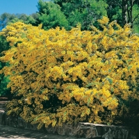 Acacia BAILEYANA (Mimosa di Bailey)