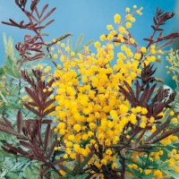 Acacia BAILEYANA 'PURPUREA'