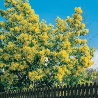 Acacia DEALBATA (Mimosa d'inverno)