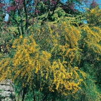 Acacia SALIGNA