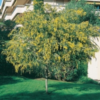 Acacia VESTITA