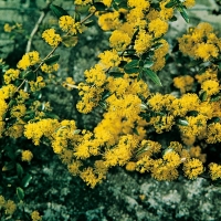 Azara MICROPHYLLA