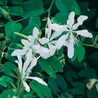 Bauhinia ACUMINATA