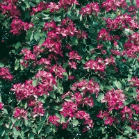 Bauhinia GALPINII 'PURPUREA'