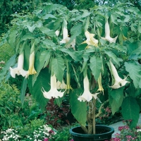 Brugmansia CANDIDA