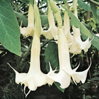 Brugmansia 'DOUBLE WHITE'