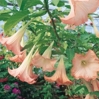 Brugmansia 'GRAND MARNIER'