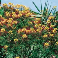 Caesalpinia (Poinciana) GILLIESII