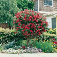 Callistemon CITRINUS 'SPLENDENS'