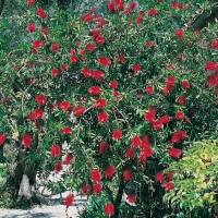 Callistemon Viminalis