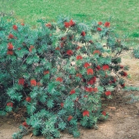 Callistemon 'LITTLE JOHN'