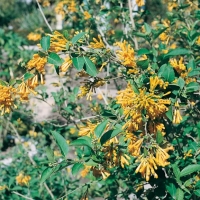 Cestrum AURANTIACUM