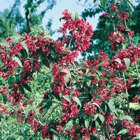 Cestrum ELELEGANS 'RUBRUM' = PURPUREUM