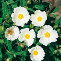 Cistus MONSPELIENSIS