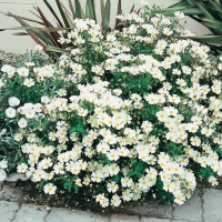 Cistus x CORBARIENSIS